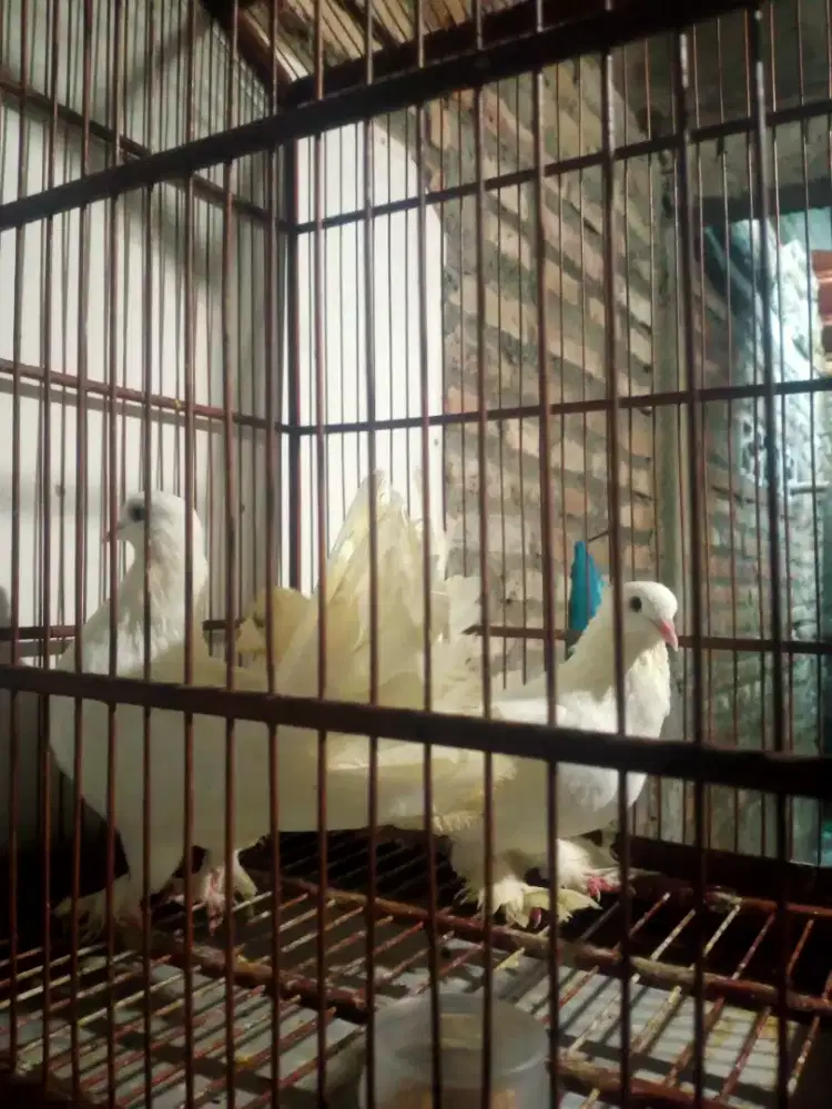 Induk merpati kipas