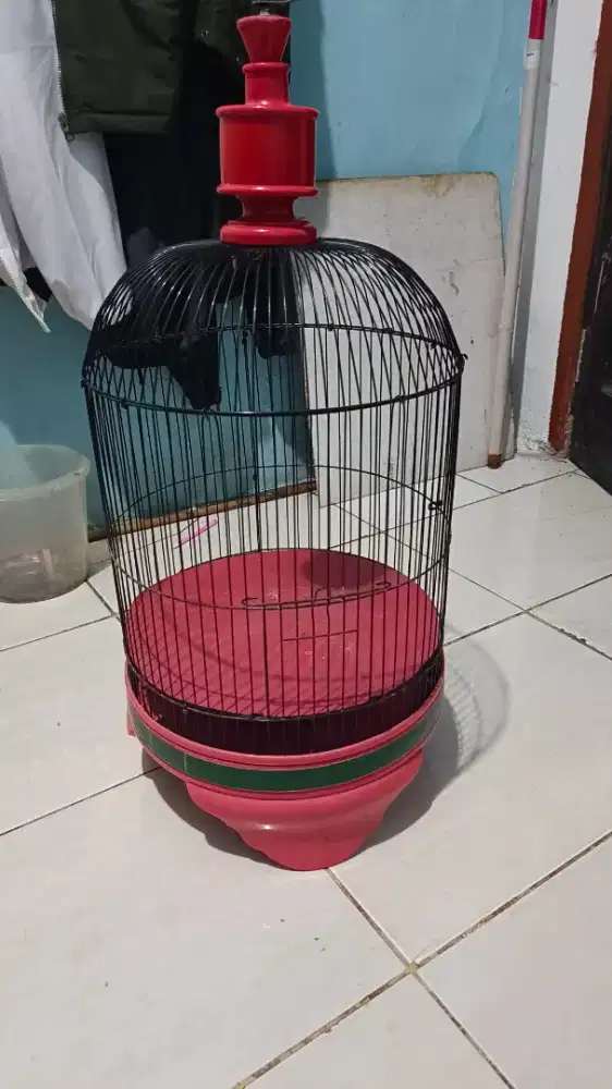 Kandang LB pendek