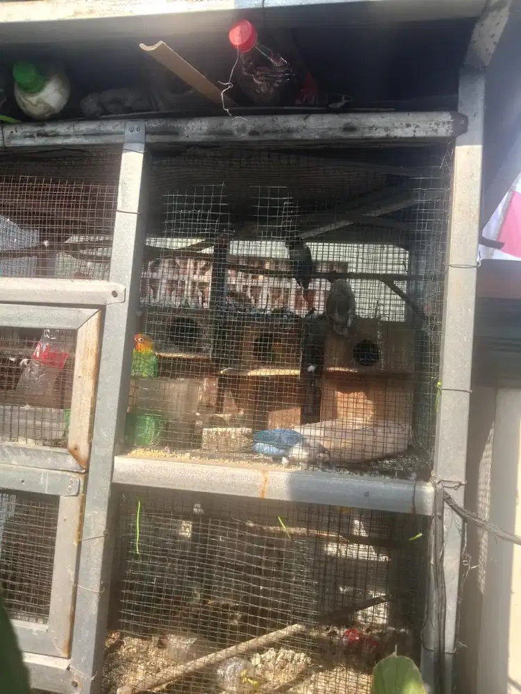 Burung Love bird 7 ekor + kandang