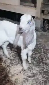 sepasang anakan kambing etawa 3-4 bulan ekonomisan murmer siap ternak