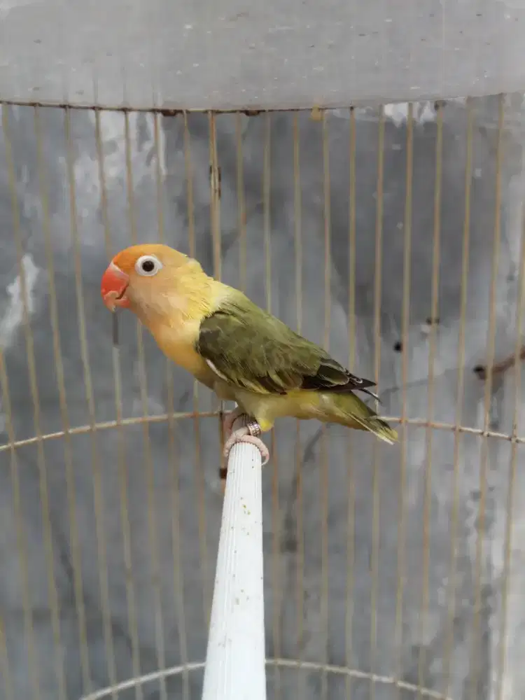 Burung Lovebird bio betina dewas kandang lb