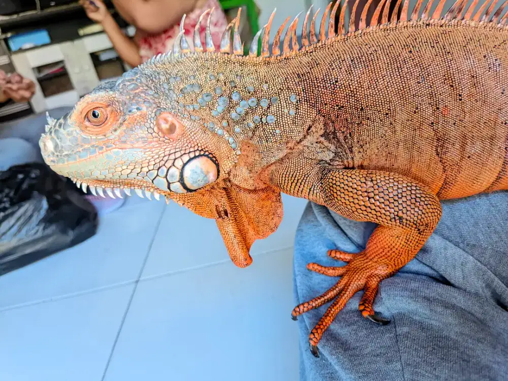 IGUANA REDDDDDD