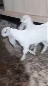 sepasang anakan kambing etawa ekonomisan 3-4 bln murmer siap ternak ok