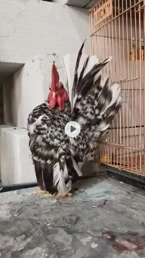 Ayam serama siap ternak indukan berkualitas warna istimewa