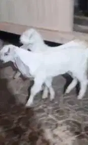 sepasang anakan kambing etawa murmer 3-4 bln ekonomisan siap ternak ok