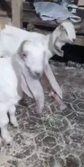 sepasang anakan kambing etawa murmer 3-4 bln ekonomisan siap ternak ok