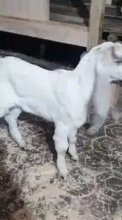 sepasang anakna kambing etawa murmer ekonomisan 3-4 bln siap budidaya