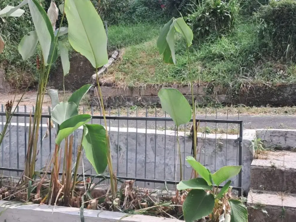 DISEWAKAN RUMAH BUKIT DAGO