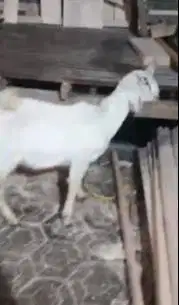 sepasang anakan kambing etawa 3-4 bln murmer ekonomis siap budidaya ok