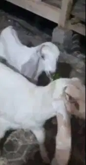sepasang anakan kambing etawa 3-4 bln ekonomis murmer siap ternak puas