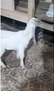 sepasang anakan kambing etawa 3-4 bulan murmer ekonomis siap piara top