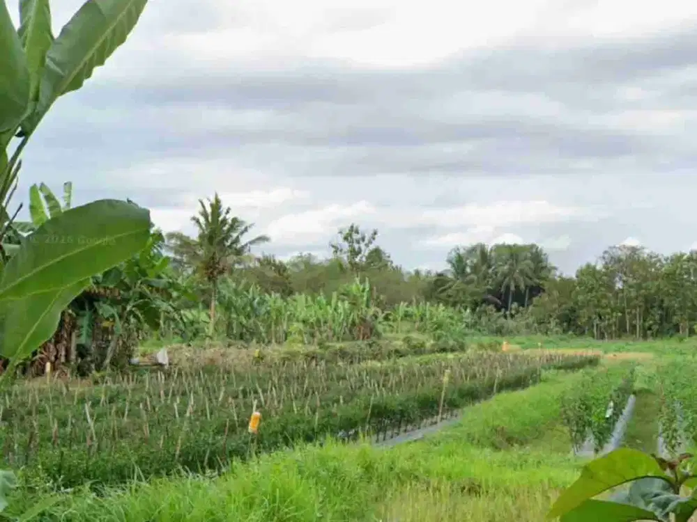 Tanah Pekarangan view sawah di Nanggulan kulon Progo