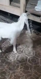 sepasang anakan kambing etawa 3-4 bln murmer ekonomisan siap budidaya