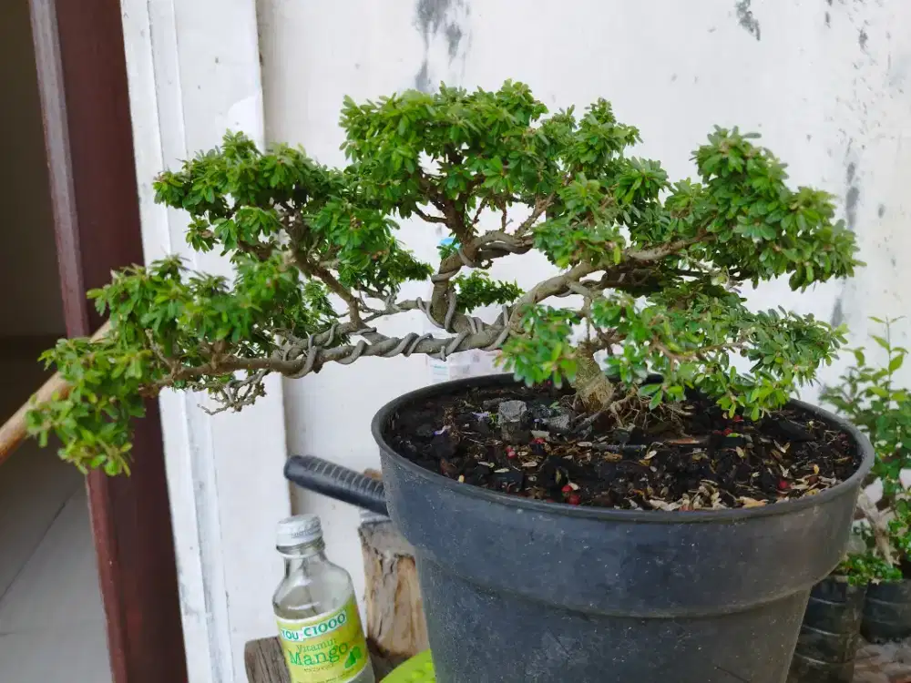 Bonsai Saengsimbur Super Mikro Thailand