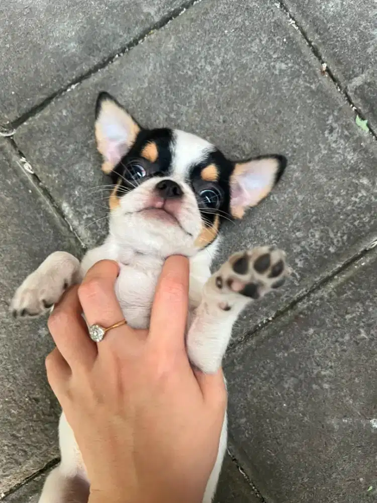 Puppy Chihuahua Pure