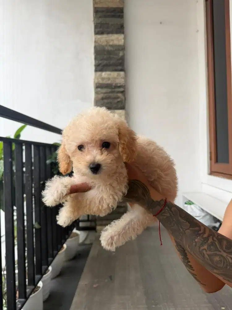 TOY POODLE BETINA STAMBUM LENGKAP BONUS KANDANG DLL