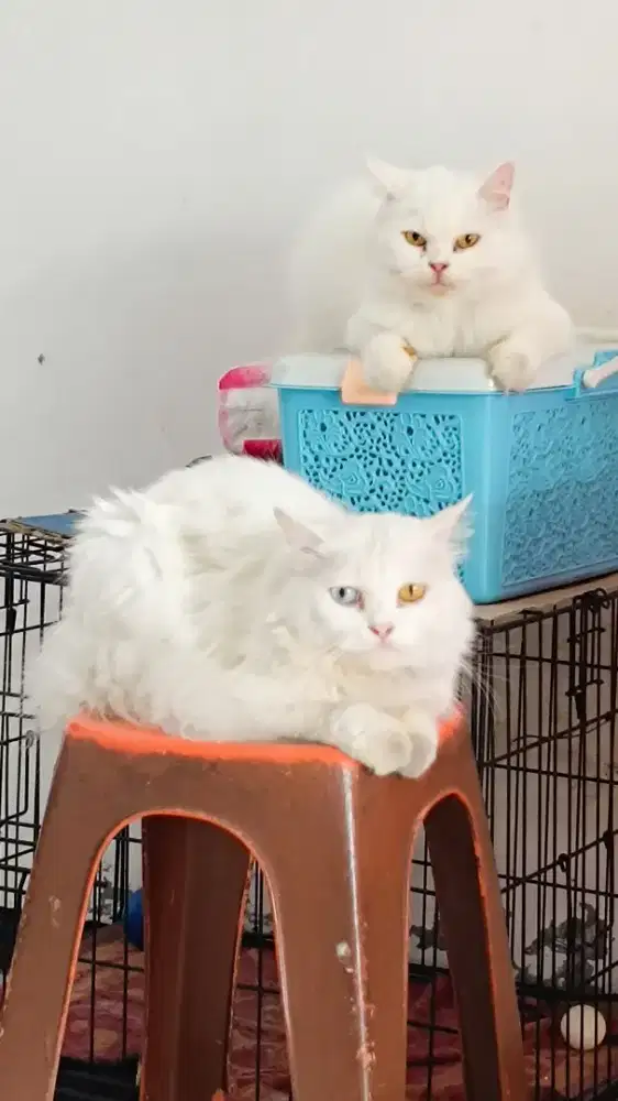 Kucing Persia Sepasang