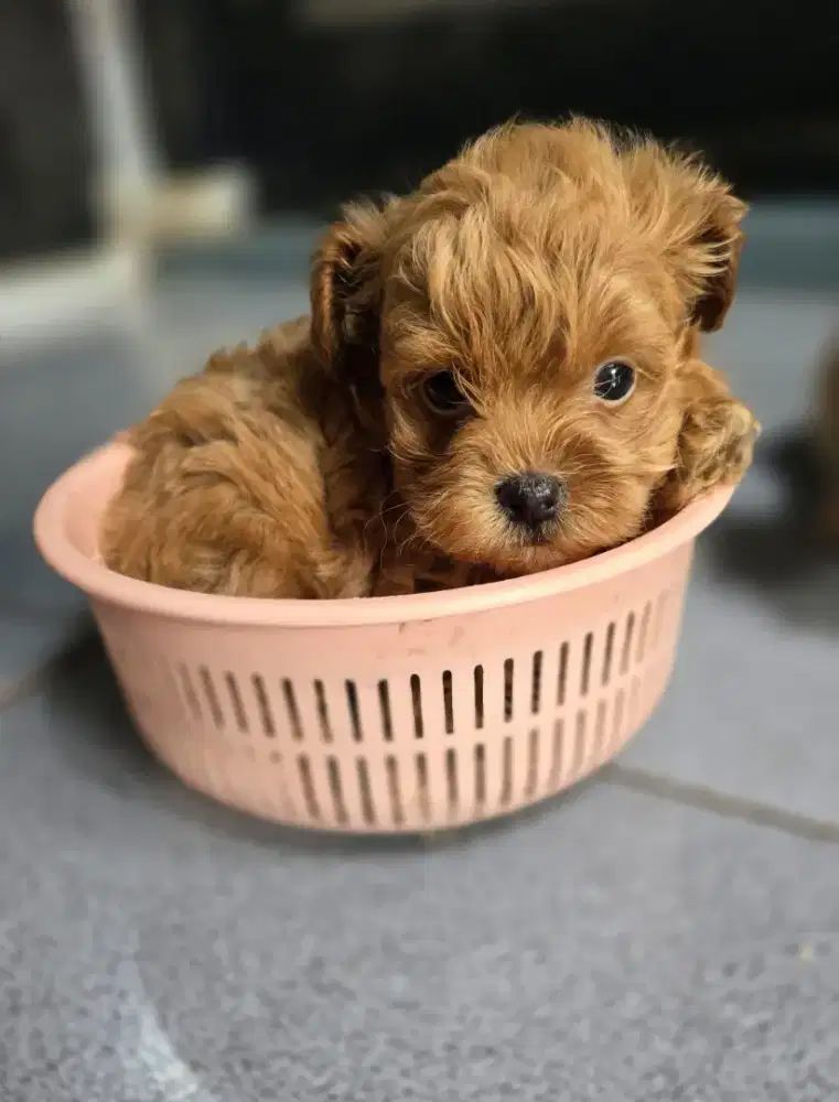 Red toy poodle jantan size kecil