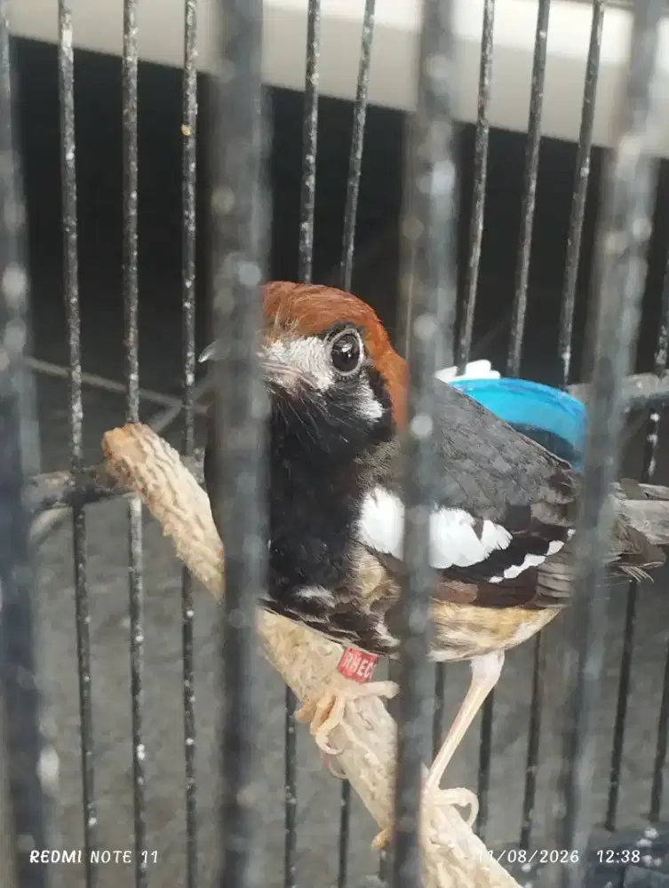 Jual burung Anis Kembang
