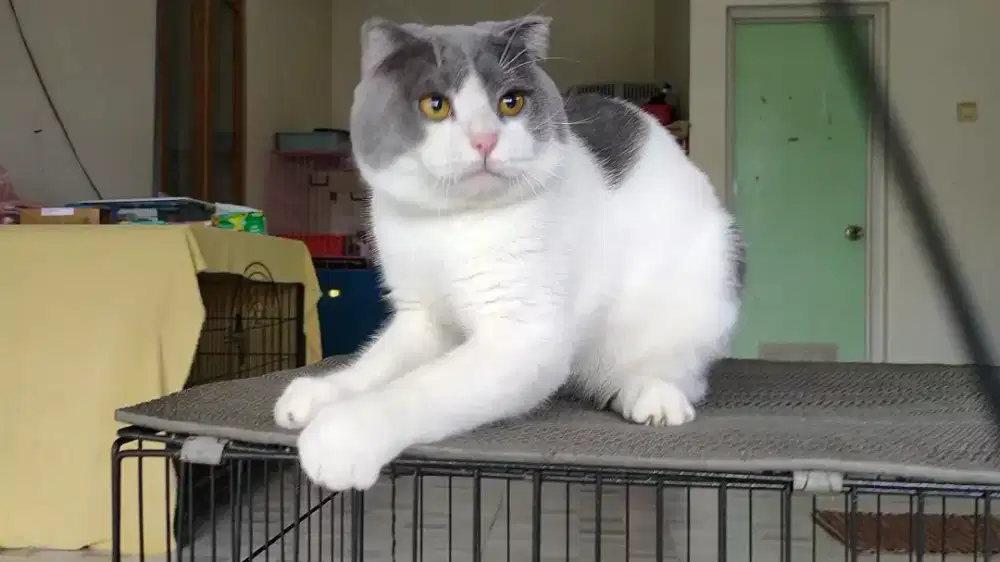 Open jasa pacak kucing Scottish fold/ BSH fold