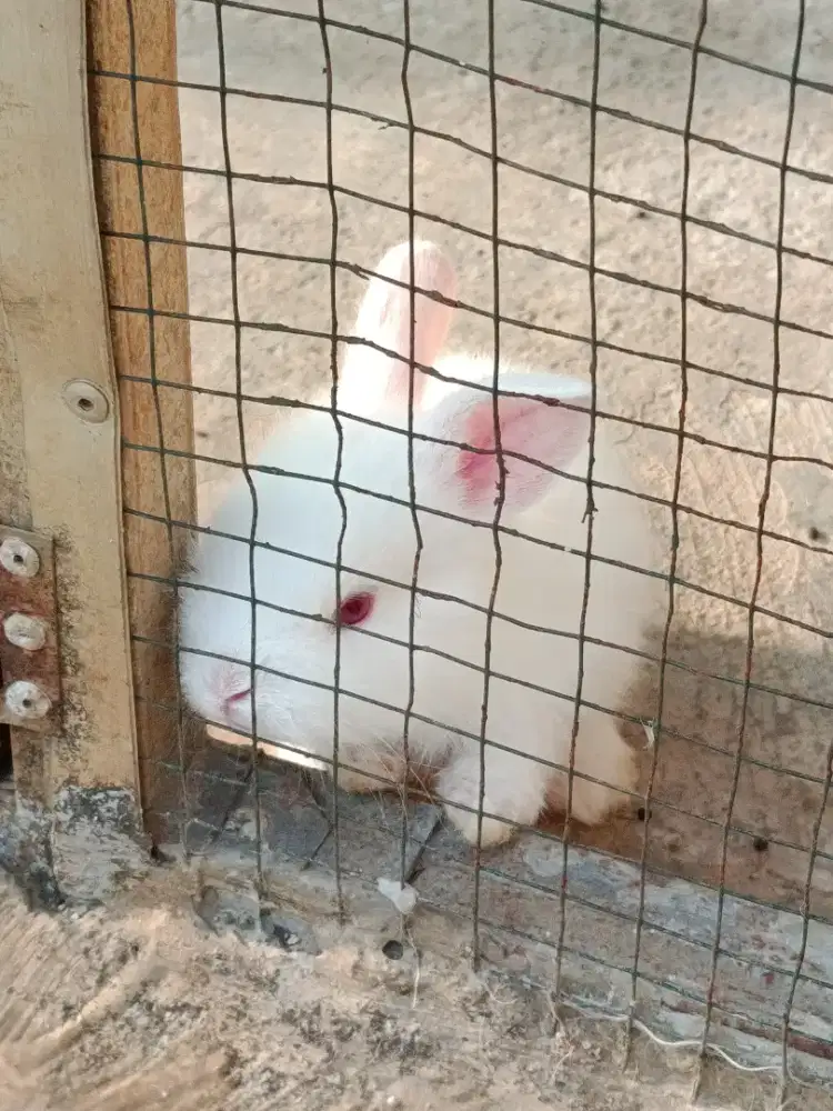 Kelinci imut dan lucu