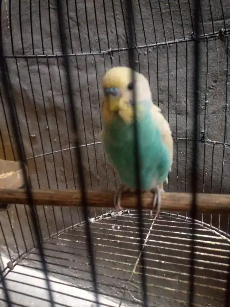 burung parkit jantan dewasa