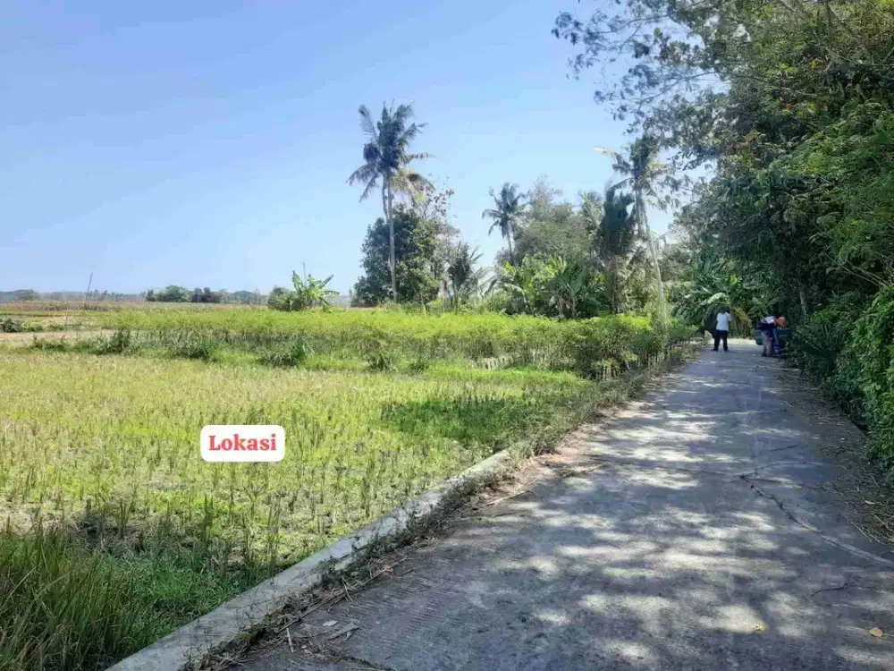 Sawah Murah di Sukoreno, Sentolo, Kulon Progo