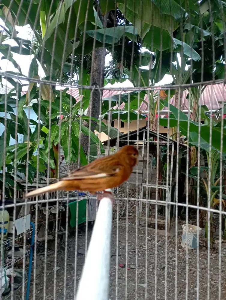 Burung kenari gacor suara kencang