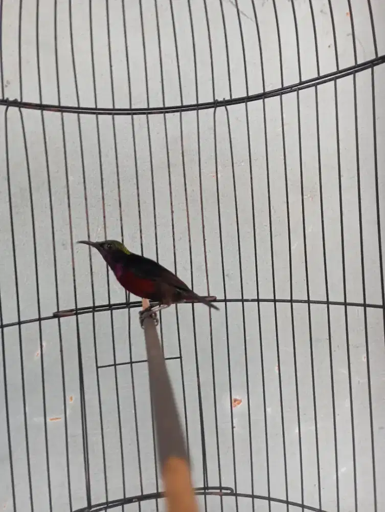 Burung ko nin deker Gacor masteran murai