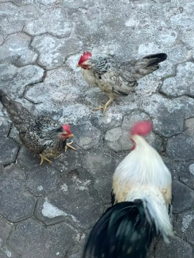 Ayam kate sekeluarga