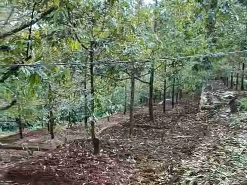 Kebun Durian dan Alpukat Murah di Purworejo Jawa Tengah