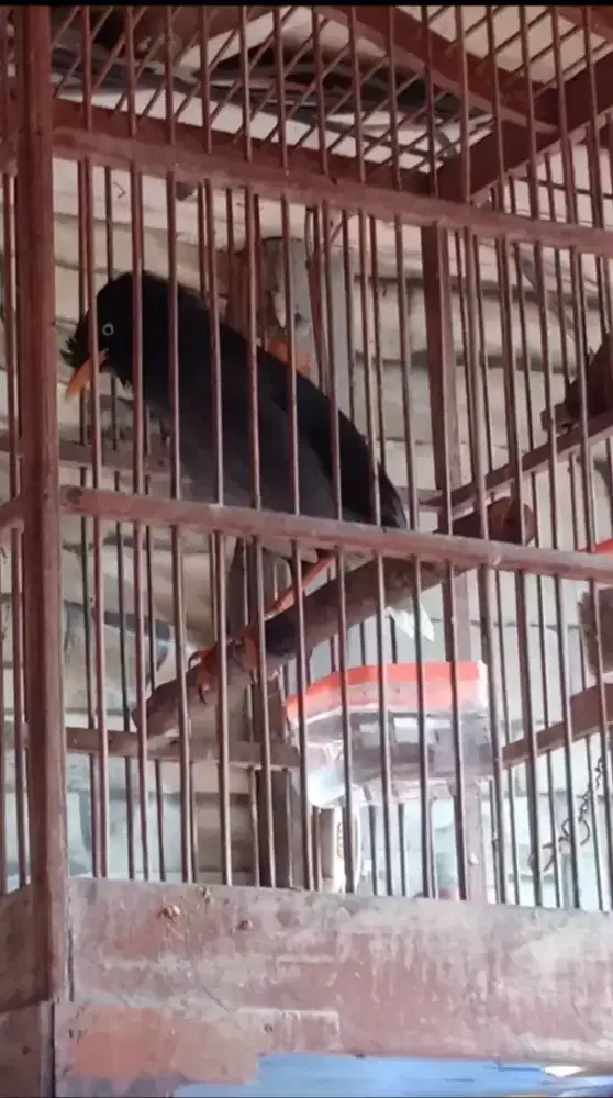 Burung JalakKebo Rajin Bunyi Jambul