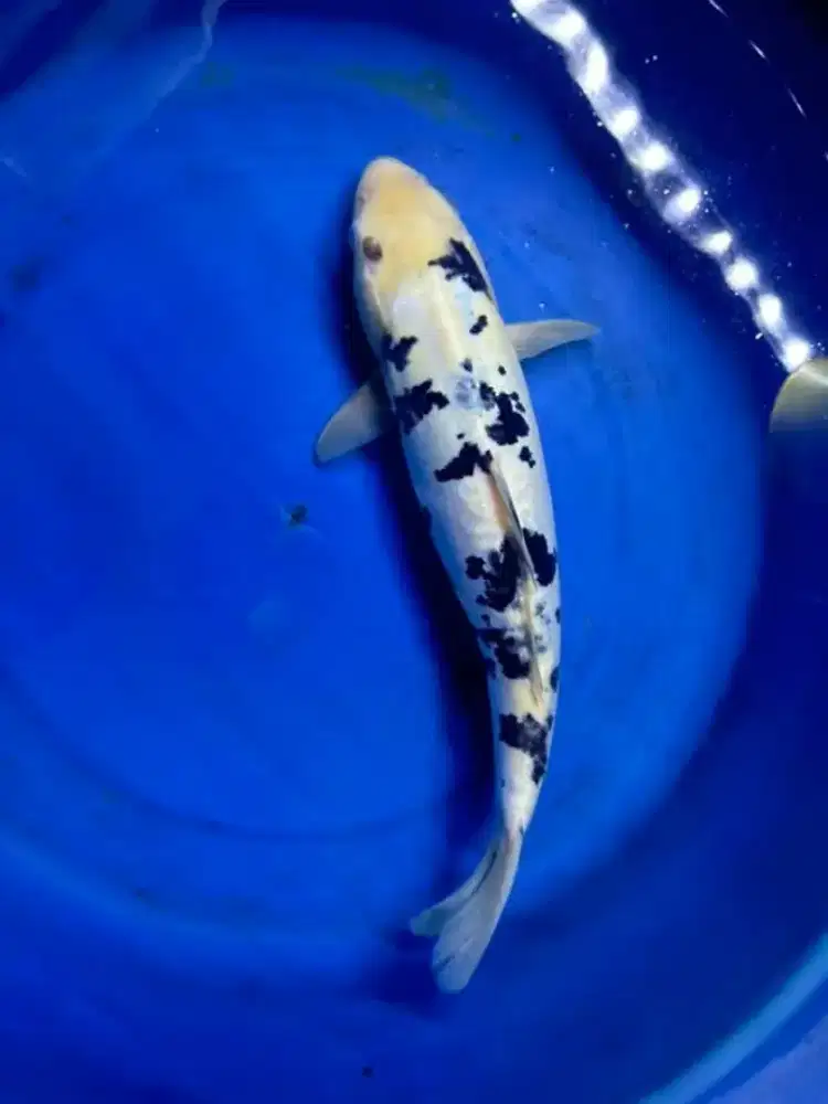 Ikan koi shiro dan showa doitsu