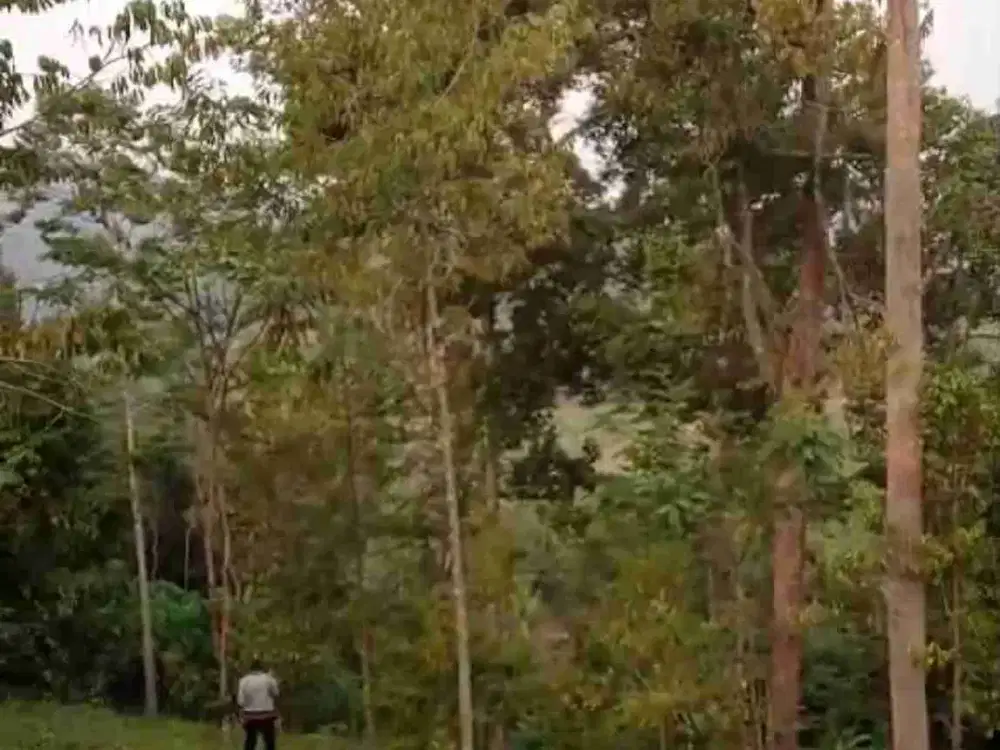 Kebun Durian Murah Sudah panen Rutin di Purworejo Jawa Tengah
