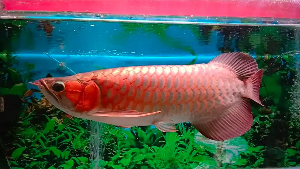 Arwana Super Red