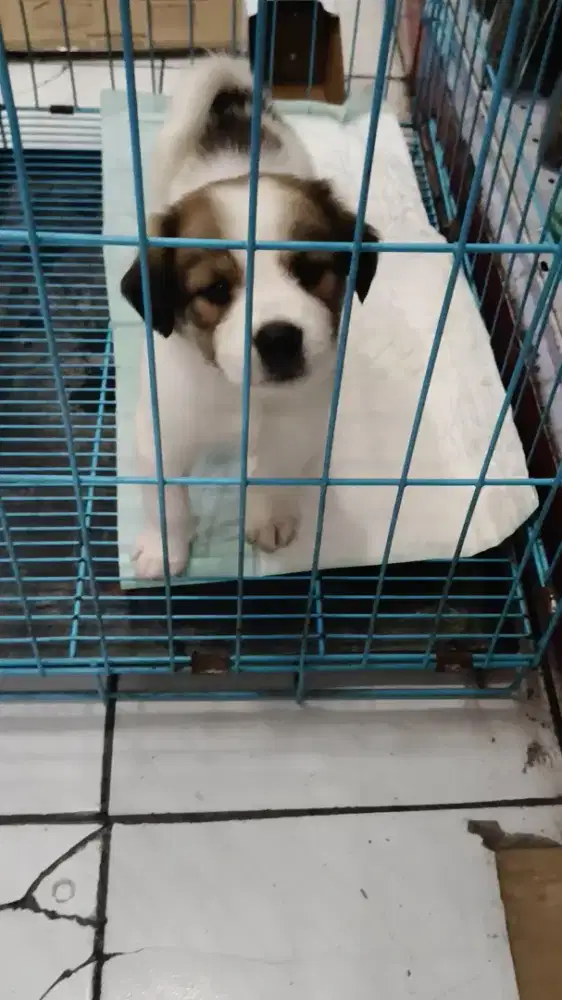 Open adop Anakan mix pom beagle 2bulan non stambum