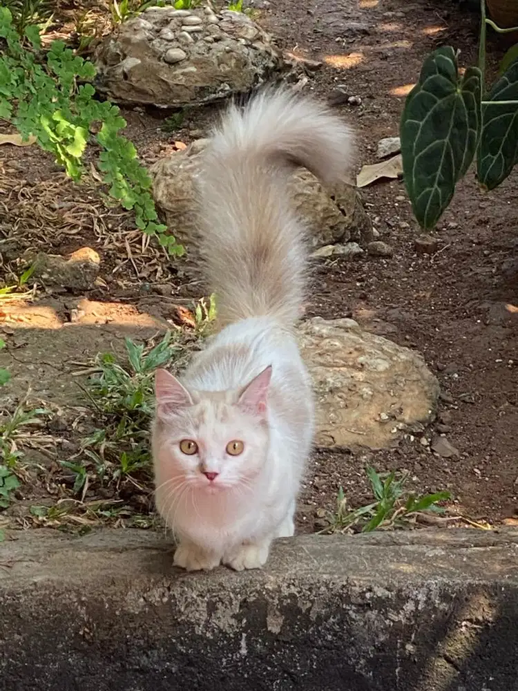 Kucing munchkin ragdoll betina Open adopt/adopsi