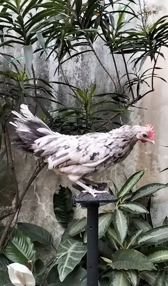 Ayam Bantam Phoenix Betina warna Antik