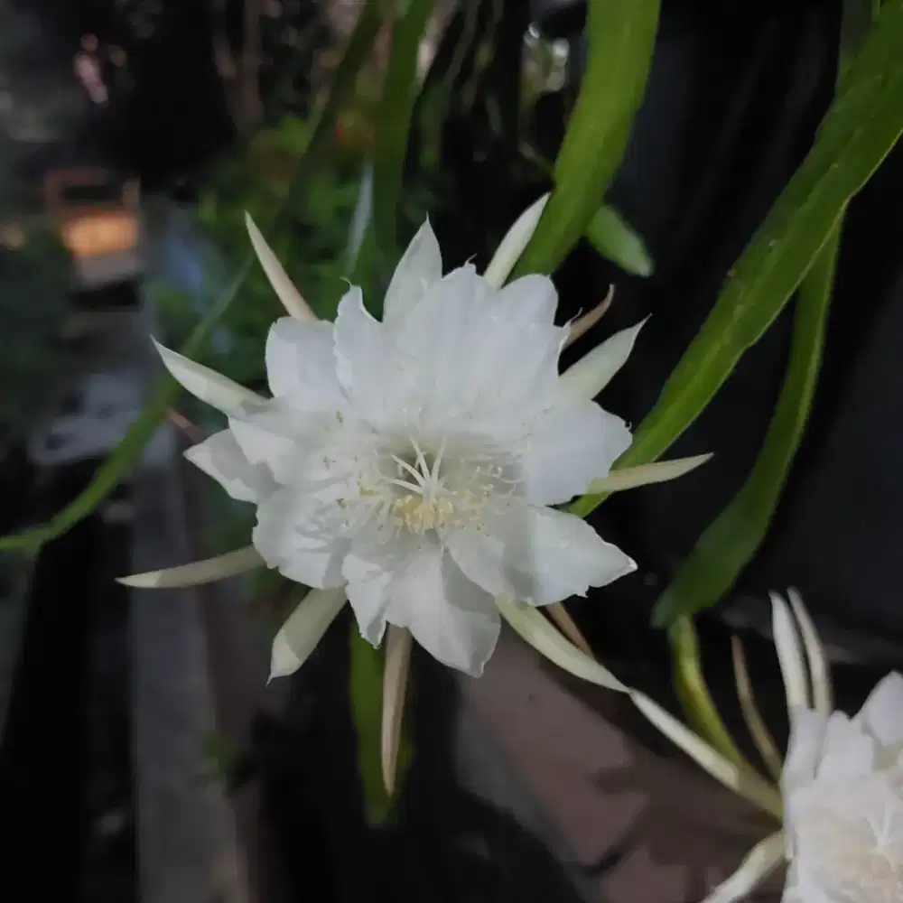Dibutuhkan ART Nginap