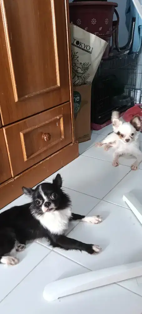 Chihuahua anjing