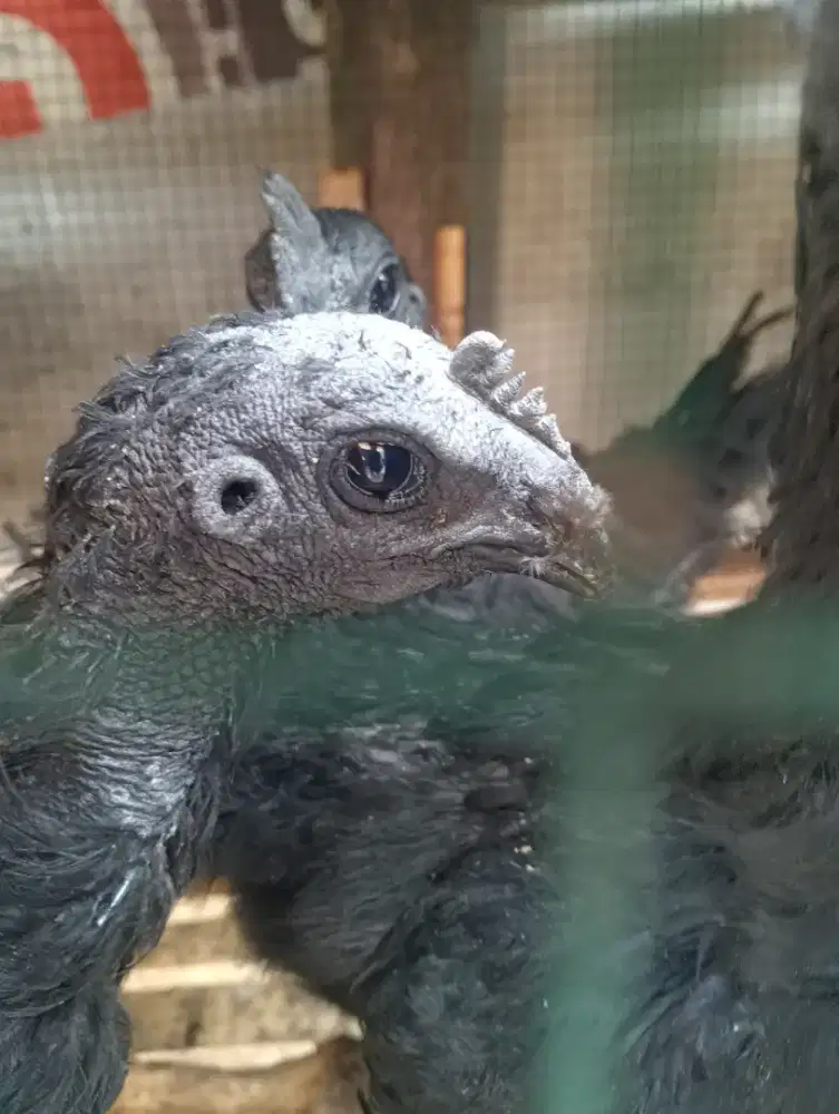 Jual ayam cemani lidah hitam umur 3 dan 6.5 bln harga 800000
