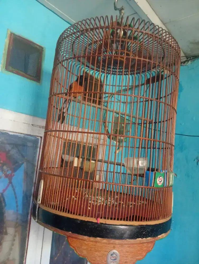 Murai medan gacor