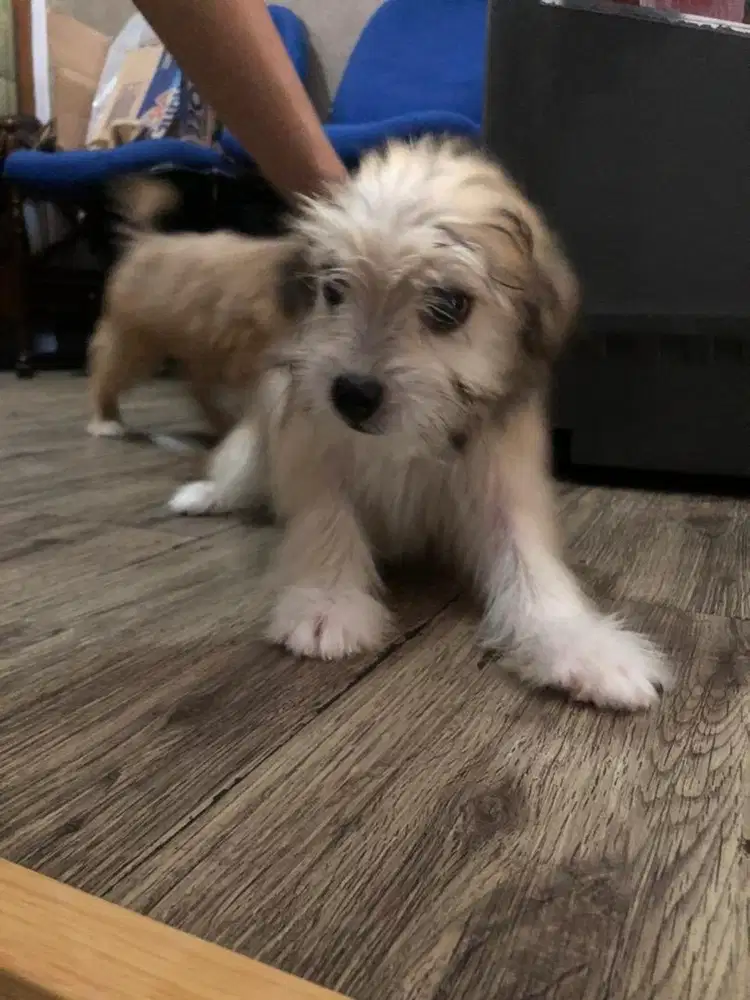 Toy shitzu malthesee