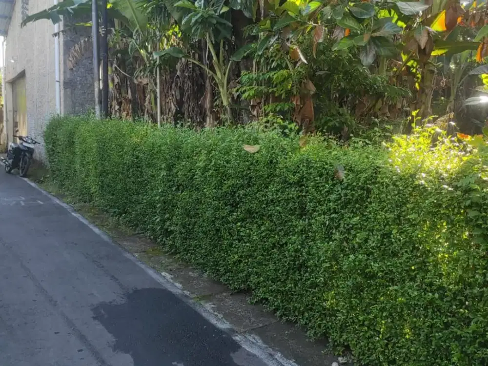 Tanah Pekarangan 300m² Pasar Kliwon Surakarta