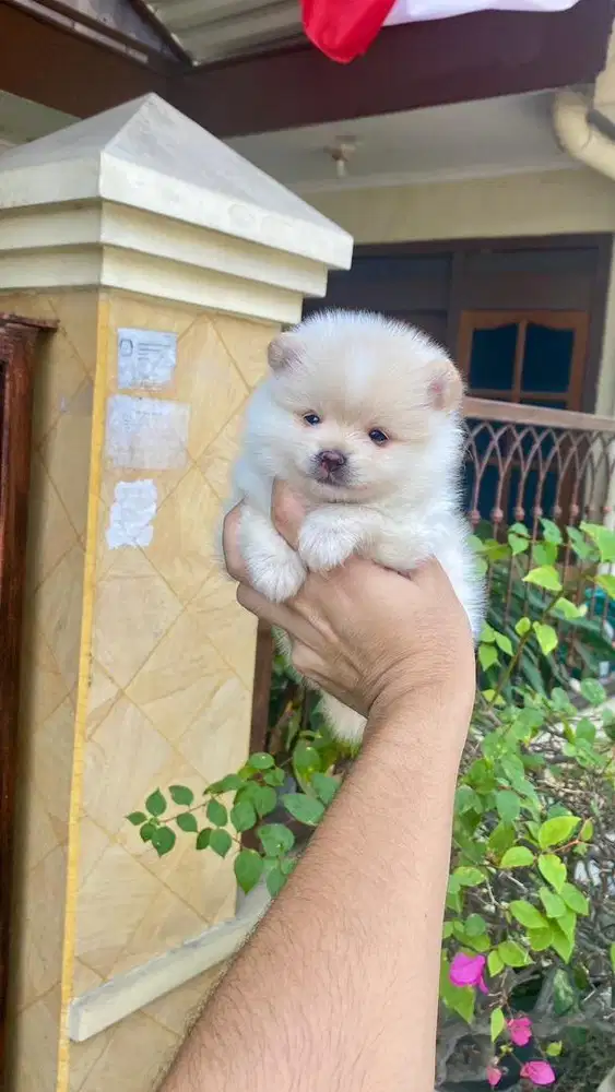 Supermini pom jantan cakep