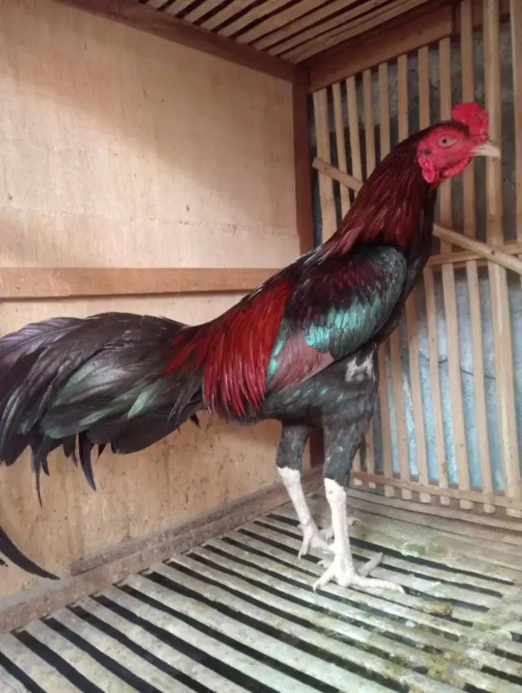 Ayam Bangkok Muda