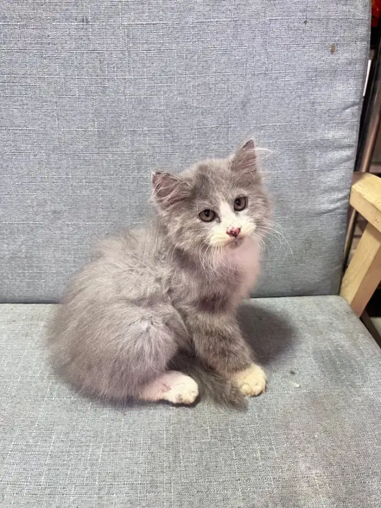 kucing kitten anakan anggora persia himalaya ragdoll mainecoon