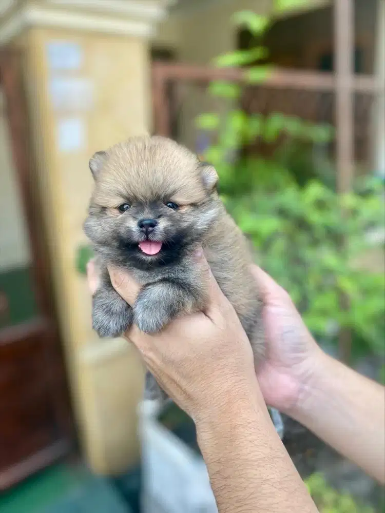 Supermini pom betina