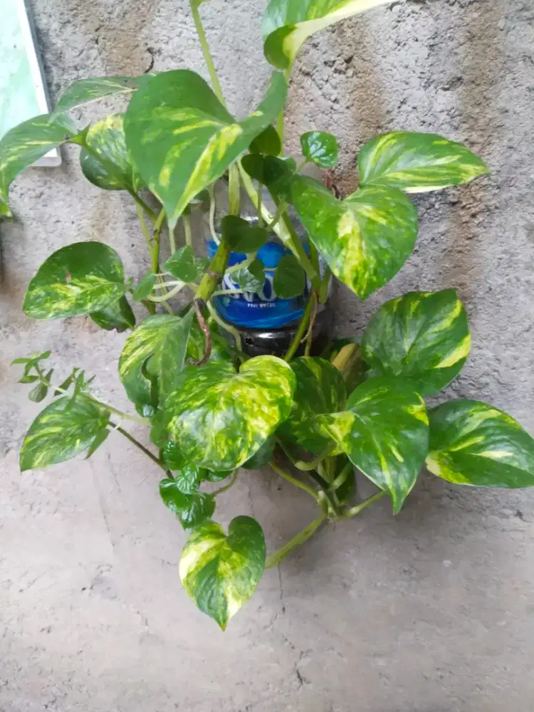 Tanaman siri gading