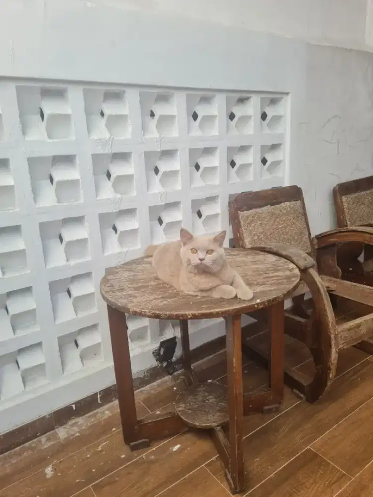 kucing kitten british shorthair betina lilac super istimewa